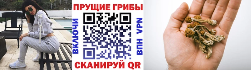 купить   Котлас  Псилоцибиновые грибы GOLDEN TEACHER 